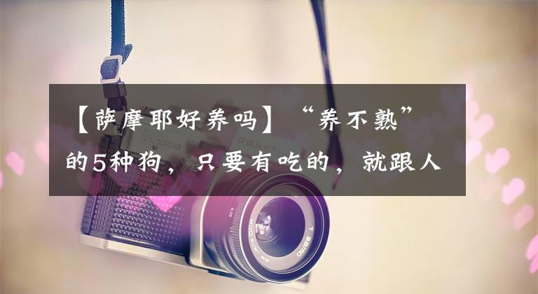 【萨摩耶好养吗】“养不熟”的5种狗，只要有吃的，就跟人走
