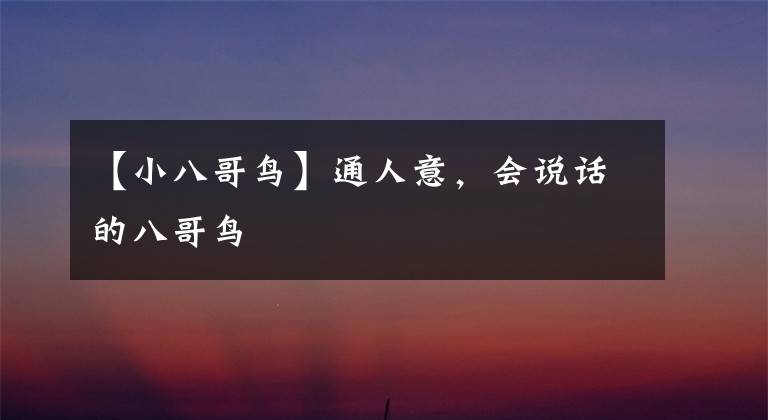 【小八哥鸟】通人意,会说话的八哥鸟