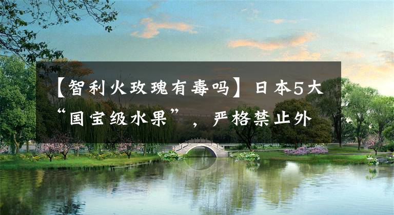 【智利火玫瑰有毒吗】日本5大“国宝级水果”，严格禁止外泄，价格高得离谱