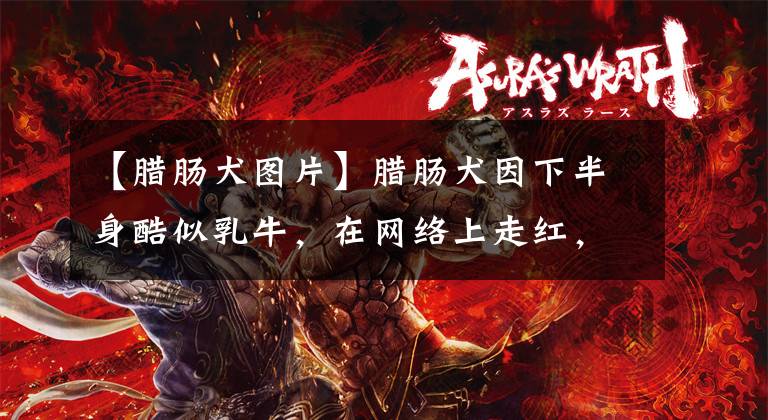 【腊肠犬图片】腊肠犬因下半身酷似乳牛,在网络上走红,笑哭网友:墨水用完了?