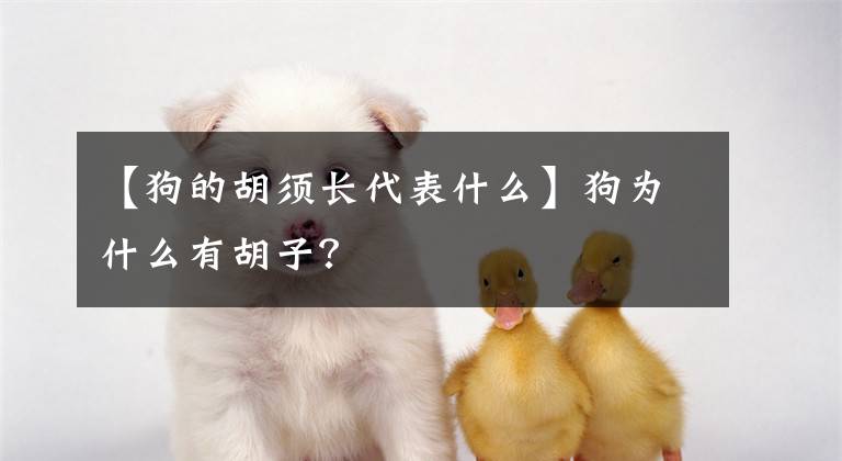 【狗的胡须长代表什么】狗为什么有胡子？