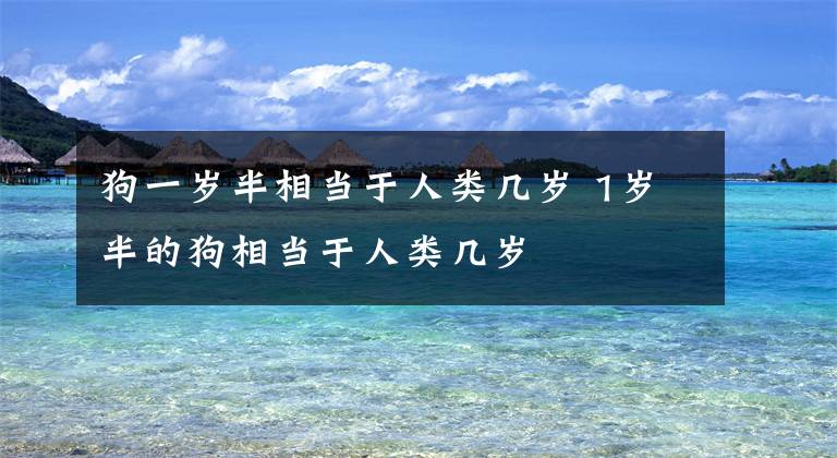 狗一岁半相当于人类几岁 1岁半的狗相当于人类几岁