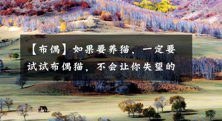 【布偶】如果要养猫，一定要试试布偶猫，不会让你失望的