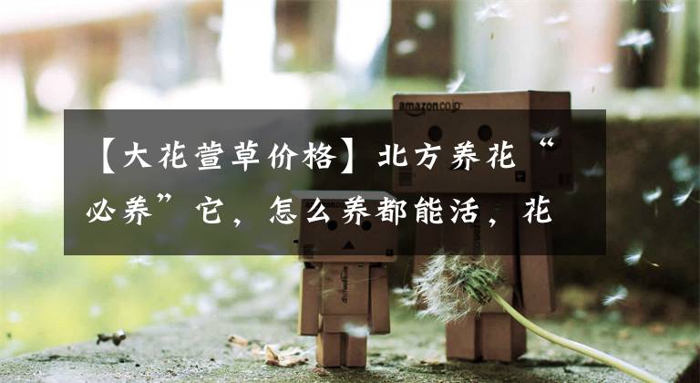 【大花萱草价格】北方养花“必养”它，怎么养都能活，花期长达200天，开花特漂亮
