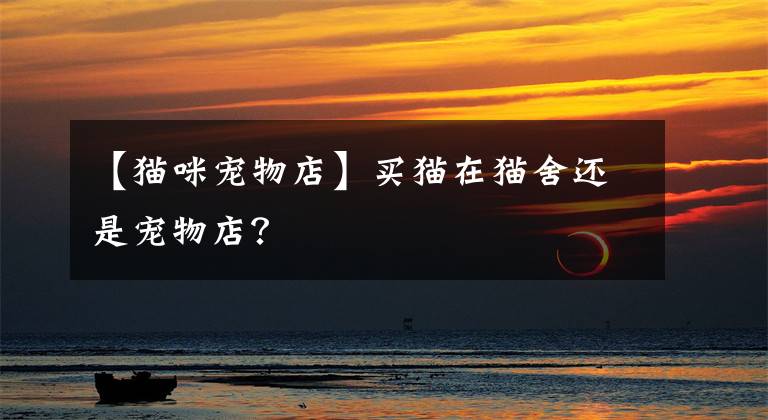 【猫咪宠物店】买猫在猫舍还是宠物店？