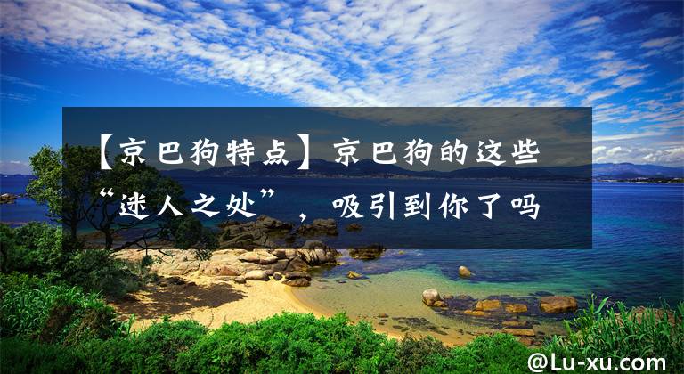 【京巴狗特点】京巴狗的这些“迷人之处”，吸引到你了吗？