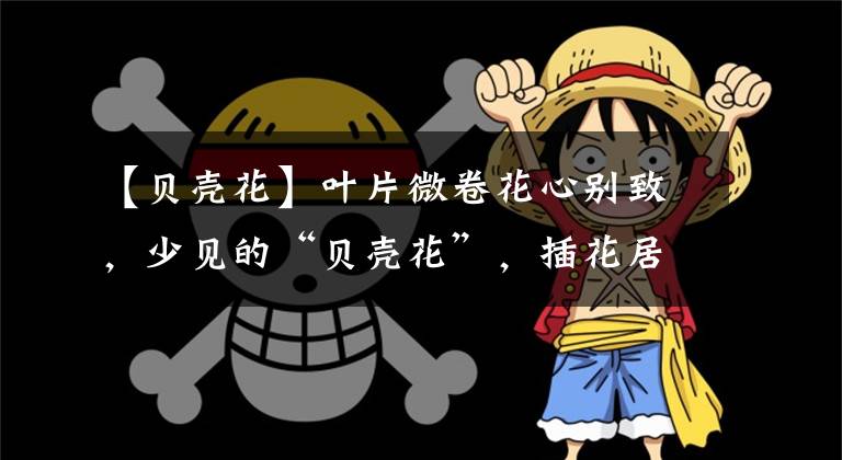 【贝壳花】叶片微卷花心别致,少见的“贝壳花”,插花居家装饰少不了