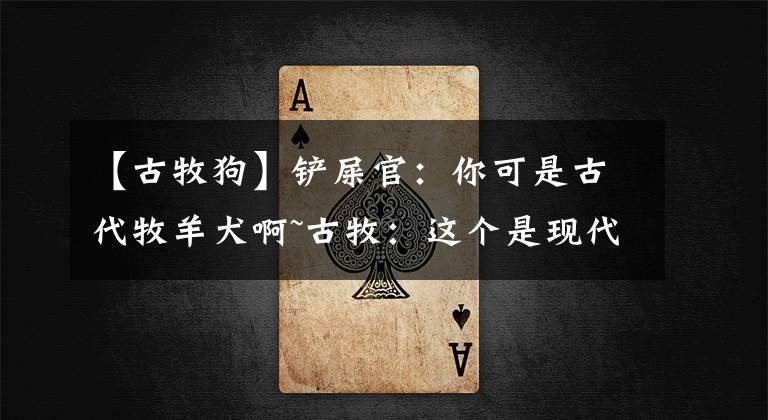 【古牧狗】铲屎官:你可是古代牧羊犬啊~古牧:这个是现代羊,没牧过不懂……