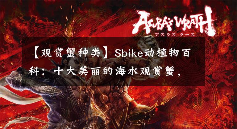 【观赏蟹种类】Sbike动植物百科：十大美丽的海水观赏蟹，很适合作为宠物饲养