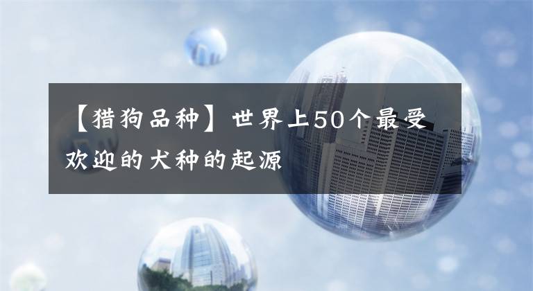 【猎狗品种】世界上50个最受欢迎的犬种的起源