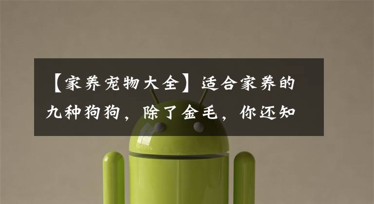 【家养宠物大全】适合家养的九种狗狗，除了金毛，你还知道几种？