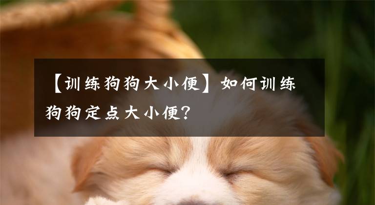 【训练狗狗大小便】如何训练狗狗定点大小便?