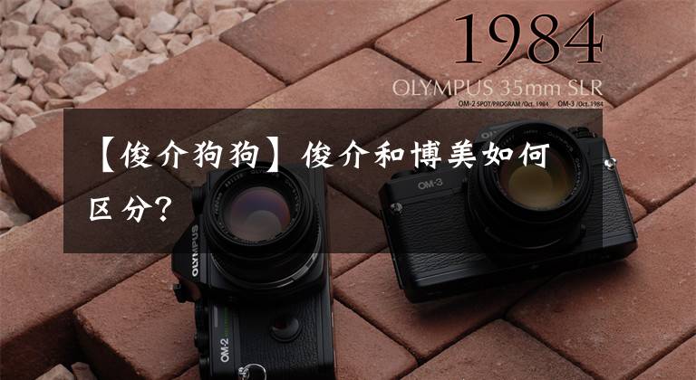 【俊介狗狗】俊介和博美如何区分？