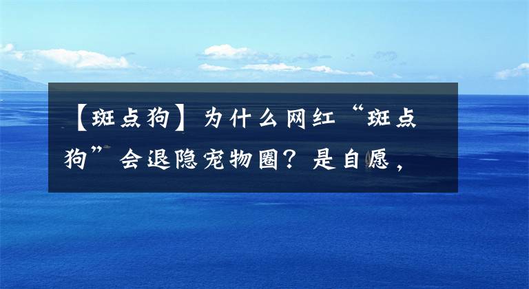 【斑点狗】为什么网红“斑点狗”会退隐宠物圈?是自愿,还是人为