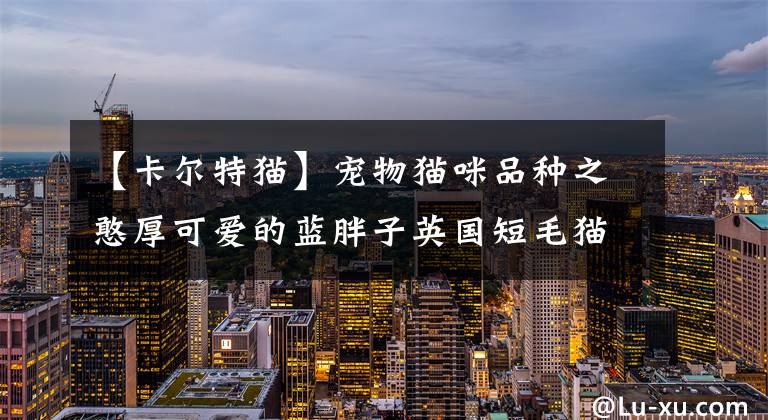 【卡尔特猫】宠物猫咪品种之憨厚可爱的蓝胖子英国短毛猫