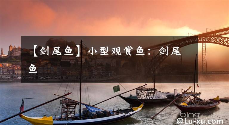 【剑尾鱼】小型观赏鱼：剑尾鱼