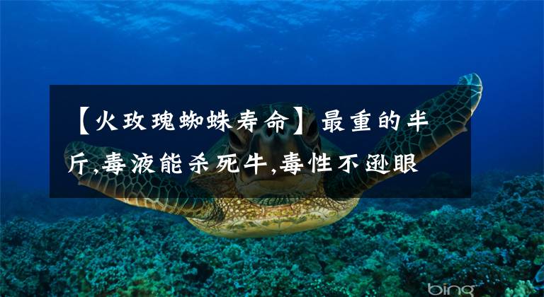 【火玫瑰蜘蛛寿命】最重的半斤,毒液能杀死牛,毒性不逊眼镜蛇!有关蜘蛛你知道多少？