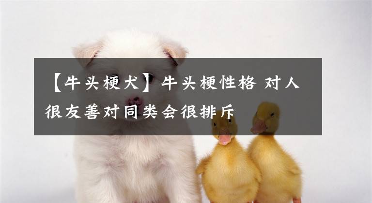 【牛头梗犬】牛头梗性格 对人很友善对同类会很排斥