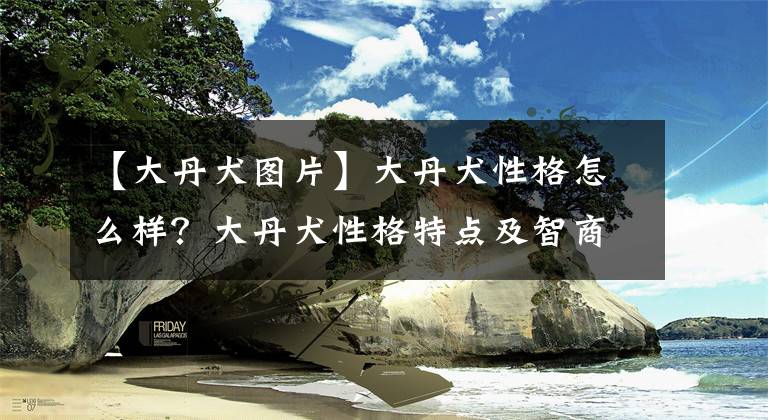 【大丹犬图片】大丹犬性格怎么样？大丹犬性格特点及智商排名介绍！