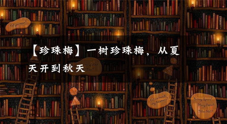 【珍珠梅】一树珍珠梅，从夏天开到秋天