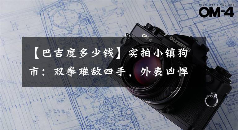 【巴吉度多少钱】实拍小镇狗市:双拳难敌四手,外表凶悍的英斗被一群巴吉度欺负