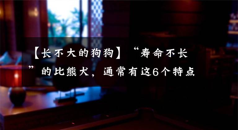 【长不大的狗狗】“寿命不长”的比熊犬，通常有这6个特点，你家狗有吗？