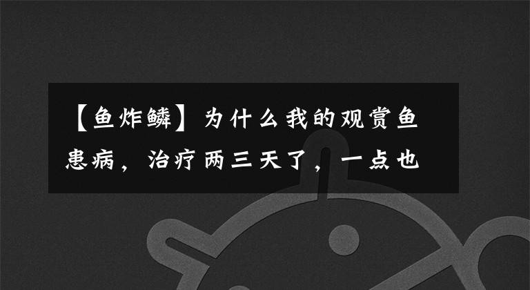【鱼炸鳞】为什么我的观赏鱼患病,治疗两三天了,一点也不见好呢?
