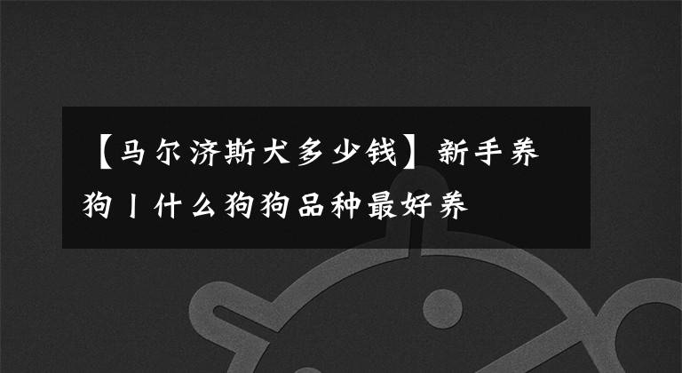 【马尔济斯犬多少钱】新手养狗丨什么狗狗品种最好养