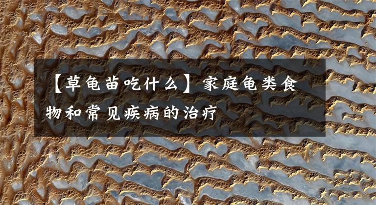 【草龟苗吃什么】家庭龟类食物和常见疾病的治疗