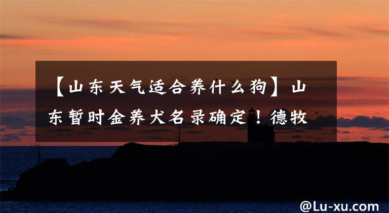 【山东天气适合养什么狗】山东暂时金养犬名录确定!德牧比特等50种狗不能养