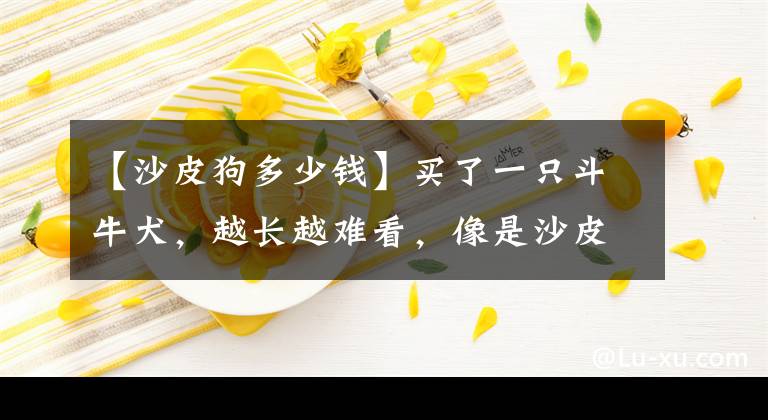 【沙皮狗多少钱】买了一只斗牛犬，越长越难看，像是沙皮串串，上哪说理？