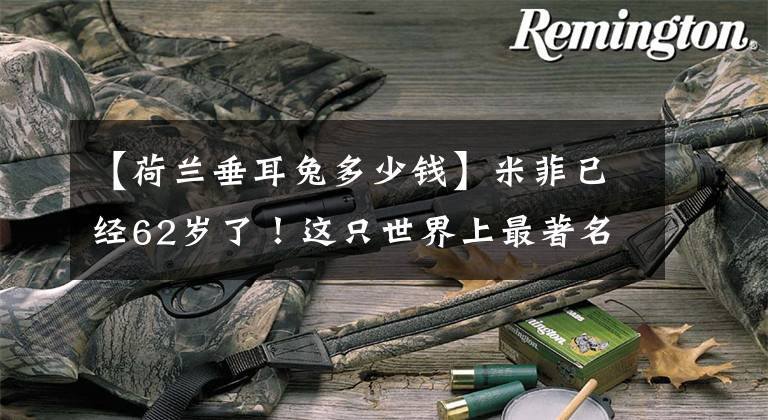 【荷兰垂耳兔多少钱】米菲已经62岁了!这只世界上最著名的兔子在荷兰有专属红绿灯