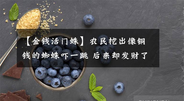 【金钱活门蛛】农民挖出像铜钱的蜘蛛吓一跳 后来却发财了!