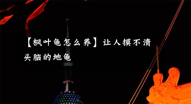 【枫叶龟怎么养】让人摸不清头脑的地龟
