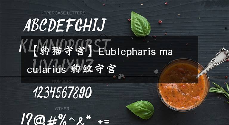 【豹猫守宫】Eublepharis macularius 豹纹守宫