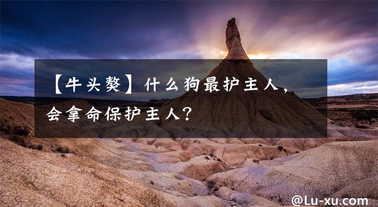 【牛头獒】什么狗最护主人，会拿命保护主人？