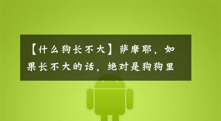 【什么狗长不大】萨摩耶，如果长不大的话，绝对是狗狗里颜值No.1