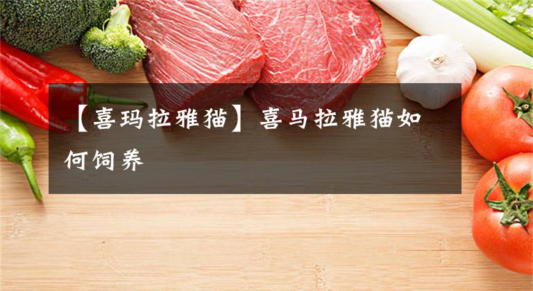 【喜玛拉雅猫】喜马拉雅猫如何饲养