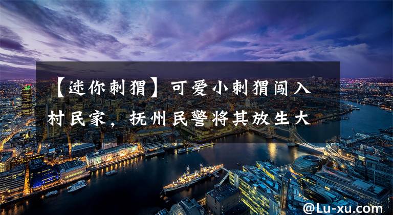 【迷你刺猬】可爱小刺猬闯入村民家，抚州民警将其放生大自然！