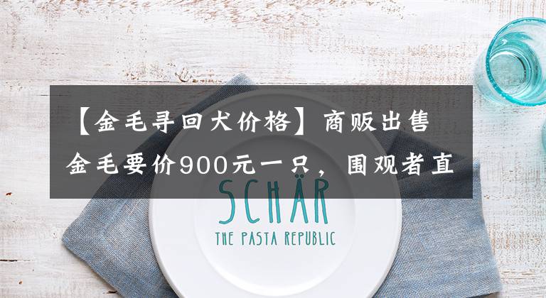 【金毛寻回犬价格】商贩出售金毛要价900元一只,围观者直言“有些狮子大开口”!