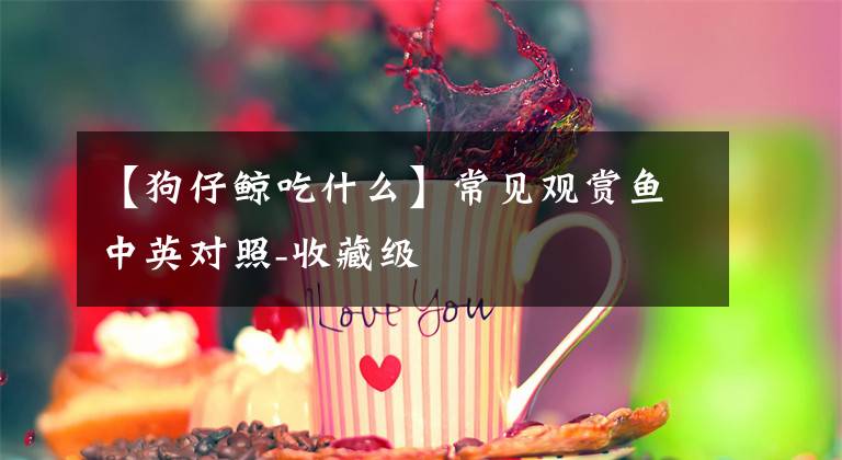 【狗仔鲸吃什么】常见观赏鱼中英对照-收藏级