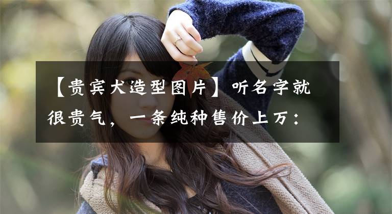 【贵宾犬造型图片】听名字就很贵气,一条纯种售价上万:贵宾犬贵在哪?