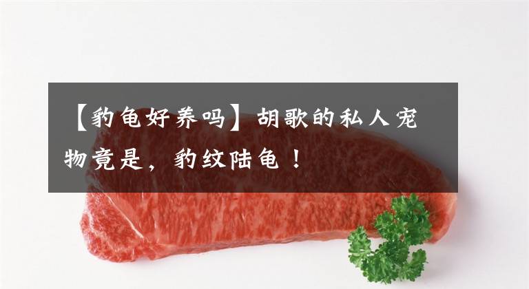 【豹龟好养吗】胡歌的私人宠物竟是，豹纹陆龟！