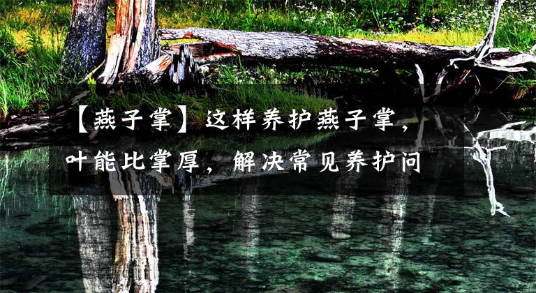 【燕子掌】这样养护燕子掌,叶能比掌厚,解决常见养护问题,爆盆不是梦!