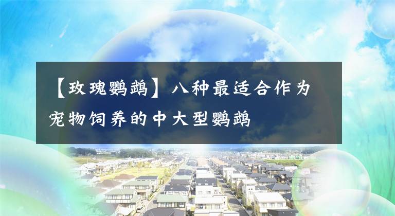 【玫瑰鹦鹉】八种最适合作为宠物饲养的中大型鹦鹉