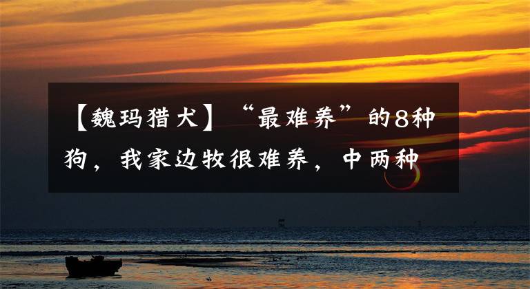 【魏玛猎犬】“最难养”的8种狗,我家边牧很难养,中两种以上就太让人心疼了