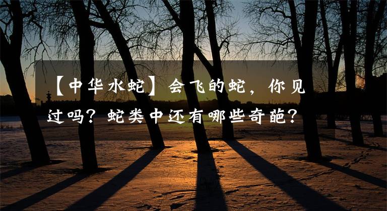 【中华水蛇】会飞的蛇，你见过吗？蛇类中还有哪些奇葩？