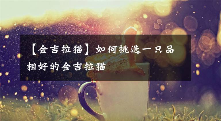 【金吉拉猫】如何挑选一只品相好的金吉拉猫