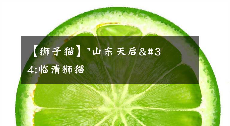 【狮子猫】"山东天后"临清狮猫