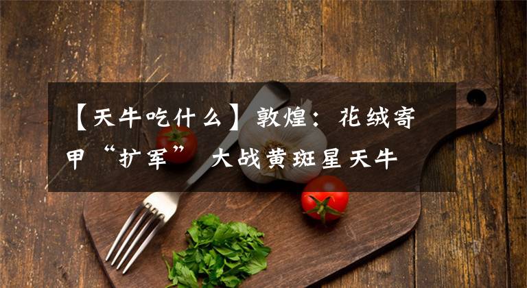 【天牛吃什么】敦煌：花绒寄甲“扩军” 大战黄斑星天牛